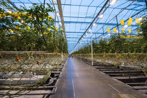 Unutrašnjost velikog plastenika s redovima rajčice